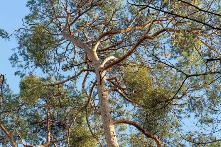 Das Kiefernsterben im Westheimer Wald war schon 2018 Thema. 