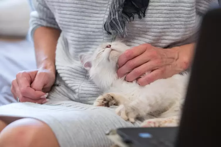 Ist für Haustiere in der Regel weniger stressig als ein Tierarztbesuch: die Videosprechstunde mit dem Veterinär. 