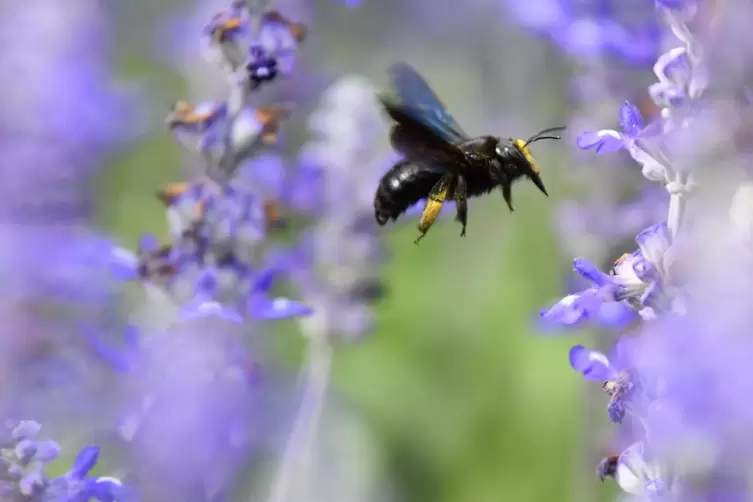 Eine Wildbiene zwischen zwei Blütenpflanzen.