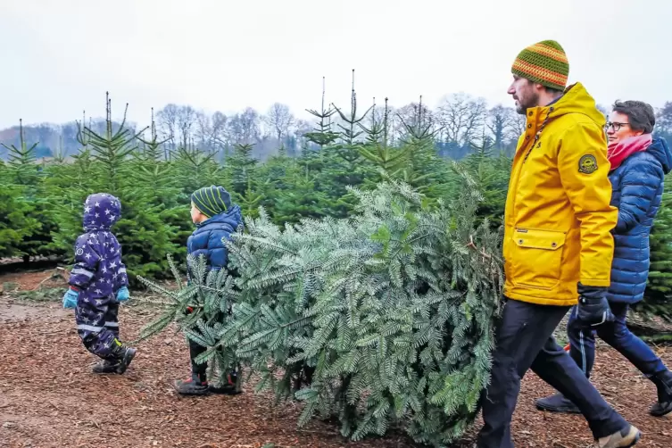 Familie fällt Weihnachtsbaum