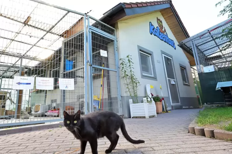 Katzenhaus: am stärksten belegter Bereich des Tierheims.