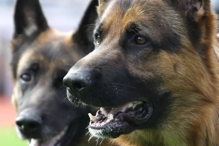 Die Hunde brachen aus ihrer Box aus.