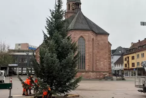 Am Montagmorgen wurde der Weihnachtsbaum auf dem Alexanderplatz aufgestellt.