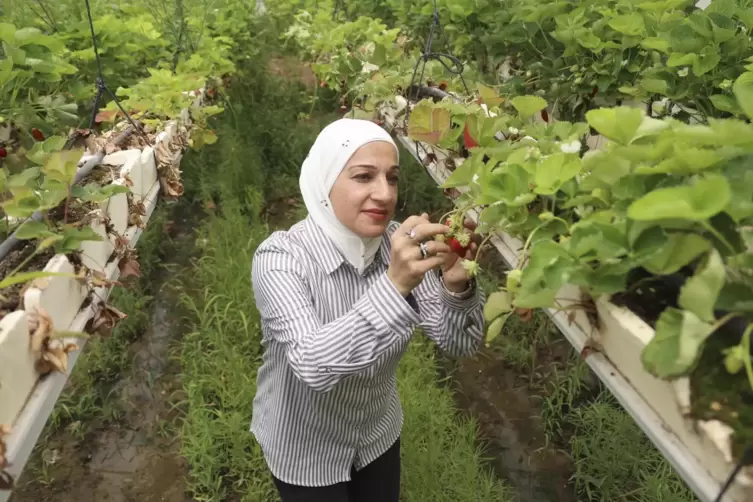 Land ist knapp, Wasser auch: Die Erdbeeren im Gewächshaus der Universität wachsen daher in mineralischen Nährlösungen. Das Wasse