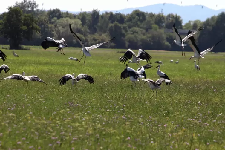 Die mal mehr mal weniger feuchten Queichwiesen bieten dem Weißstorch einen guten Lebensraum. 