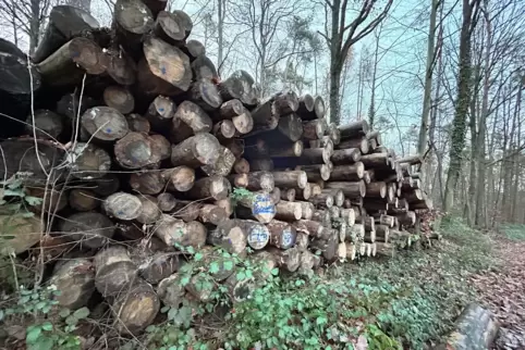 Fast 85.000 Euro soll die Holzvermarktung einbringen. 