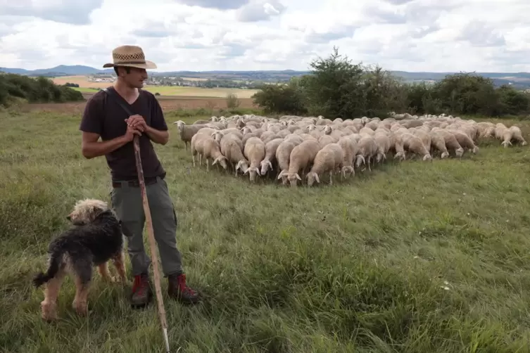 Im „Hotspot der Biodiversität“: Schäfer mit Hund und Herde auf dem Grünstadter Berg. 