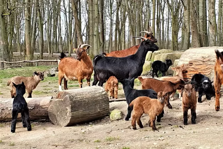 Der Wildpark Rheingönheim ist über die Weihnachtsfeiertage geöffnet.