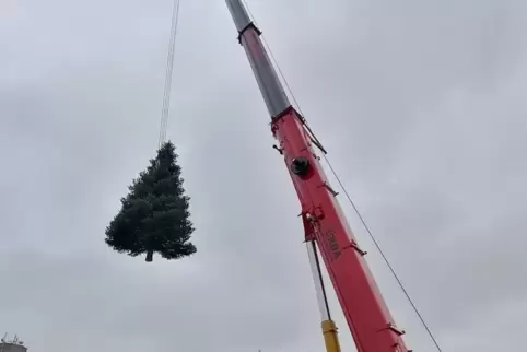 Beim Abtransport hing der rund zwölf Meter hohe Tannenbaum am Haken eines Krans.