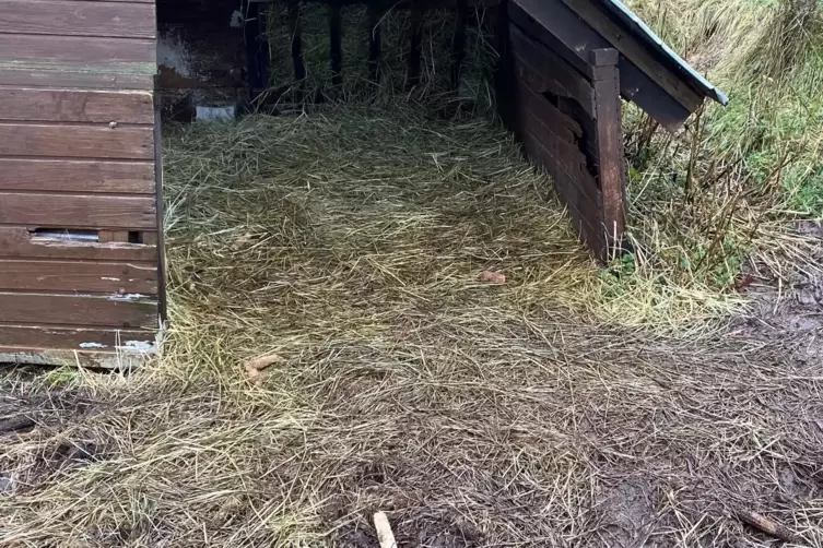 Der Hund hat das Schaf in der Nähe seines Unterstandes erwischt. 