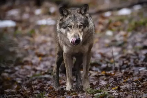 Nachdem der einzige bekannte Wolfswelpe in Baden-Württemberg überfahren wurde, gibt es dort kein Wolfsrudel mehr. 