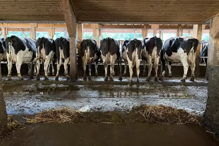 Aus ihnen kommt nicht nur Milch: Kühe im Stall des Kleinsägmühlerhofs, eines Lebenshilfe-Biobetriebs in Altleiningen. 