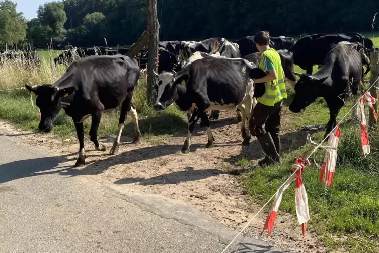 Auf dem Weg zur Weide: Die Kühe überqueren die Landstraße in Richtung Höningen. Und gleich darauf gibt es ein Problem. 