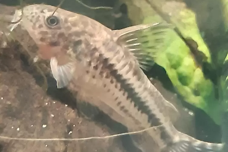 Die Weibchen von Corydoras diphyes legen pro Laichgang bis zu 35 Eier. 