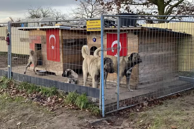 Die Kangal-Hunde im Kappenacker dürfen vorerst bleiben. 