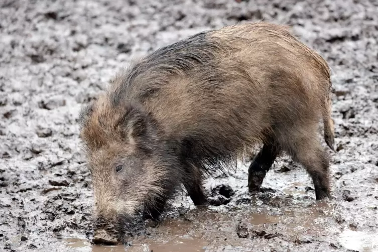 Wildschweine können mit geringem Energieaufwand selbst stark wechselnde Temperaturen ausgleichen. 