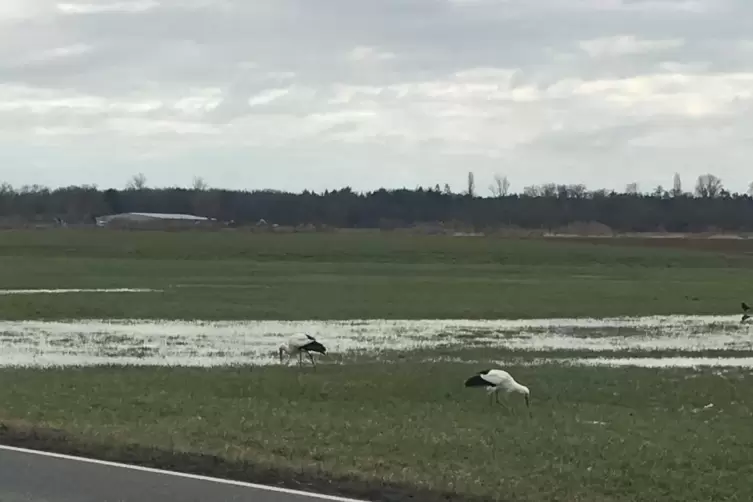 Auch am Mittwoch sind die Störche bei Geinsheim zu sehen.