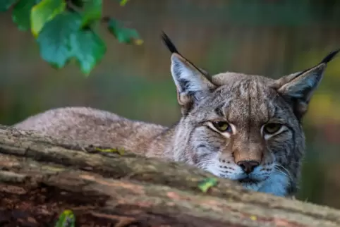 Ob es sich bei dem toten Luchs um ein Tier aus dem Pfälzerwald handelt, muss noch nachgewiesen werden. 