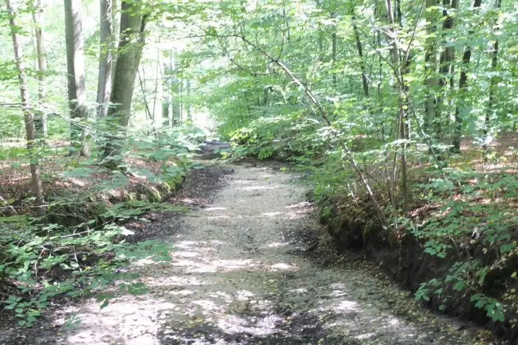 Der Ranschgraben war 2020 am Unterlauf ausgetrocknet.