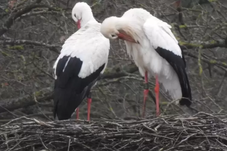 Die Saison ist eröffnet: Zwei Pärchen und zwei einzelne Störche haben schon wieder ihr Quartier bei der Lohnsfelder Pulvermühle 