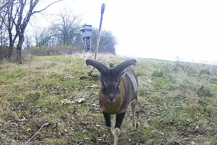 Bereiten auch in Wahnwegen Sorgen: Mufflons. 