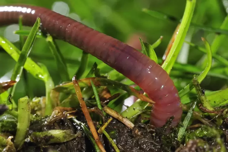 Und Tschüss: Ein Regenwurm bohrt sich in den Boden. 