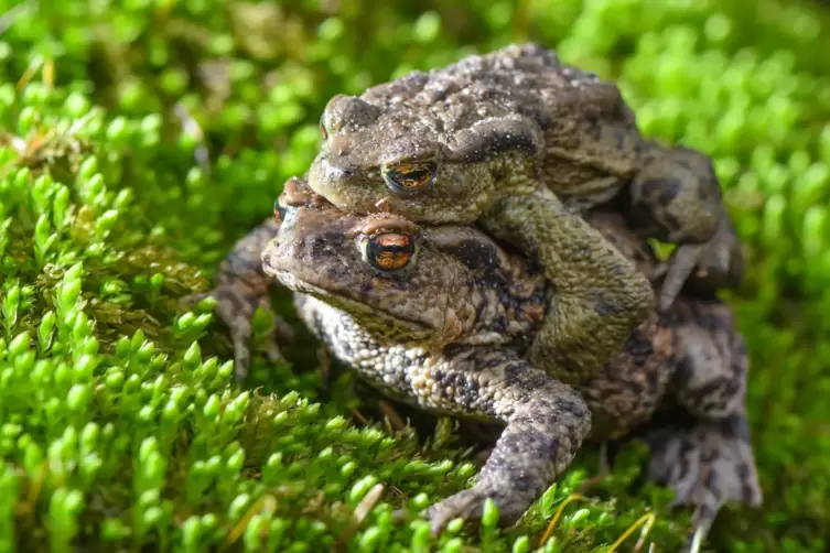 Erdkrötenpaar auf Wanderung: Die Laichzeit der Amphibien hat bereits begonnen. 