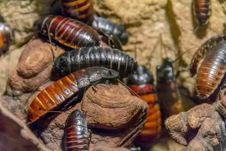 Beim Bronx Zoo konnte man zum Valentinstag eine Madagaskar-Fauchschabe nach dem oder der Liebsten benennen. 