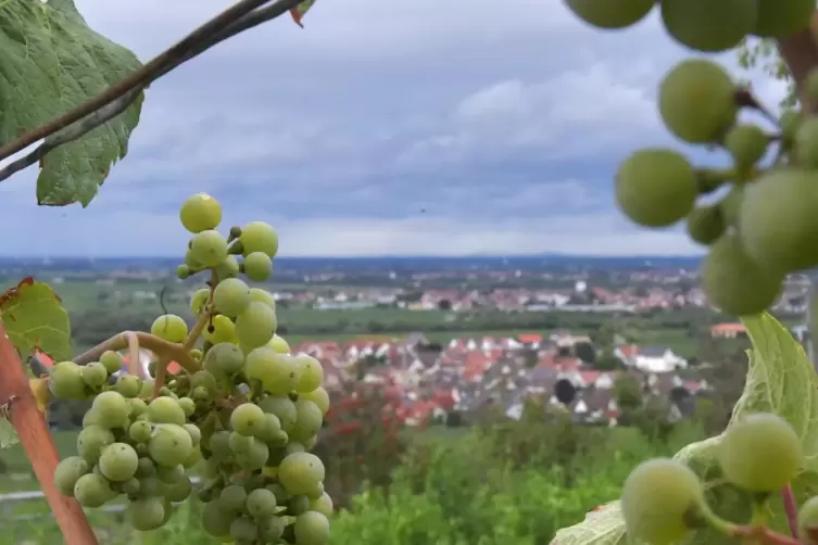 Blick auf Forst an der Mittelhaardt. 