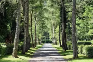 Die 80 Bäume, die gefällt werden, sind quer über das Areal des Waldfriedhofs verteilt.