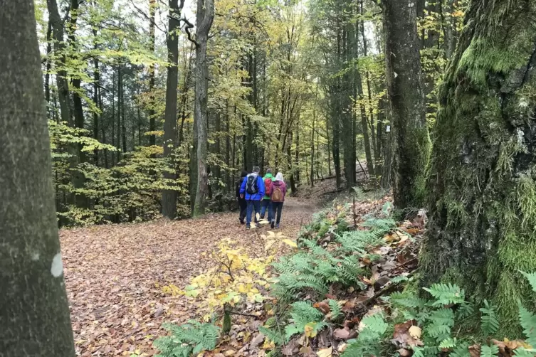 Auch die Wanderwege nahe des Waldfriedhofs sind von den Arbeiten betroffen.