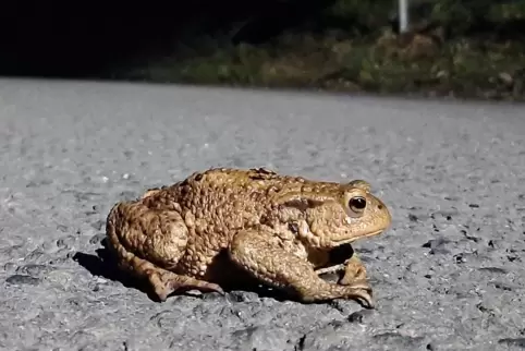  Krötenretter gesucht: Helfer können die Tiere in Altleiningen über die Straße tragen. 