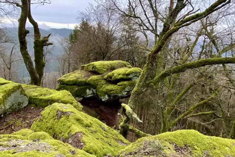 Urige Mooslandschaft: auf dem Rahnfels.