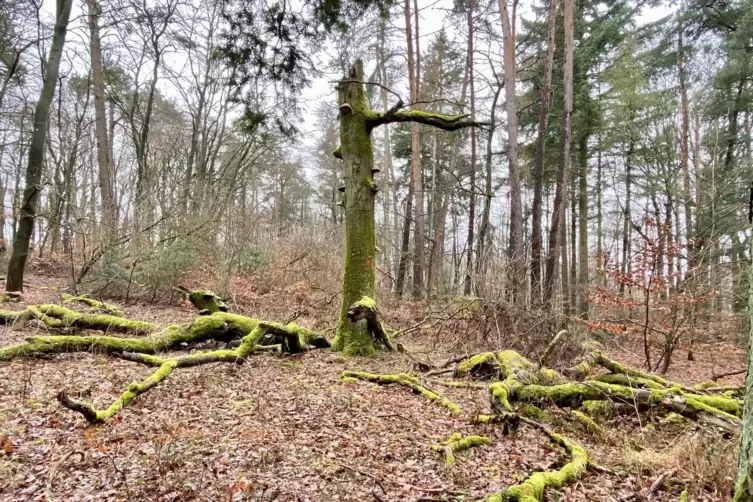 Baumstillleben: am Weg auf den Rahnfels.