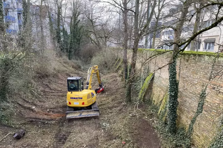 Arbeiten im Graben an der früheren Stadtbefestigung: Hecken kommen weg. 