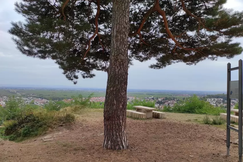 Lieblingsplatz: Baum im Steinbruch bei Bad Dürkheim