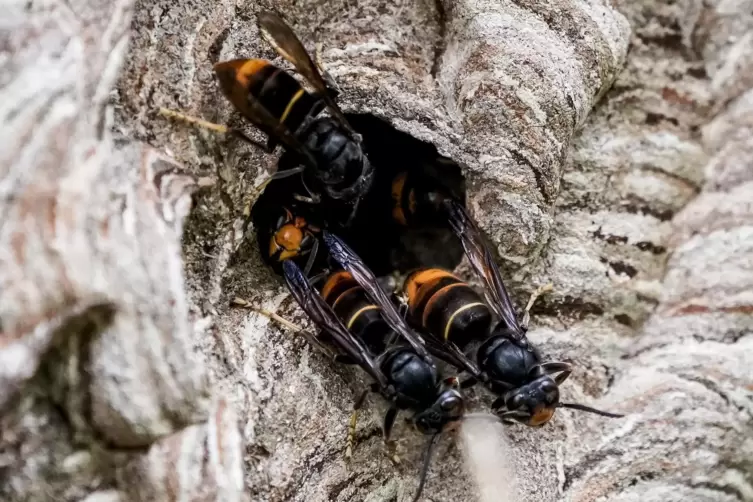 An der schwarz-orangenen Färbung erkennt man die invasive asiatische Hornisse.