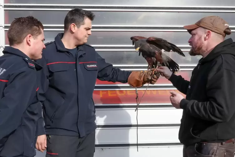 Im Kontakt mit der Feuerwehr: Falkner Thorsten Iwersen (rechts) erklärt den Umgang mit einem seiner Wüstenbussarde. 