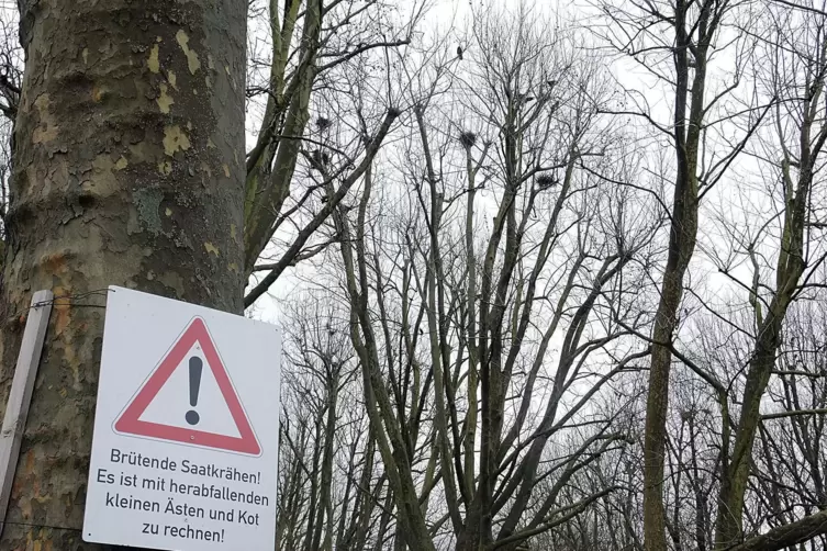 Saatkrähen nisten wieder in der Allee. Schilder warnen vor dem zweifelhaften Segen von oben.