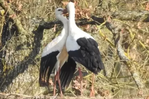 Im Lohnsfelder Storchenpark wird schon wieder kräftig geturtelt. 