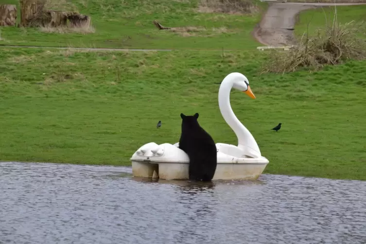 Junge Bären fahren Schwanenboot: In einem Safaripark in Großbritannien hatten Schwarzbären Spaß mit einem Boot.