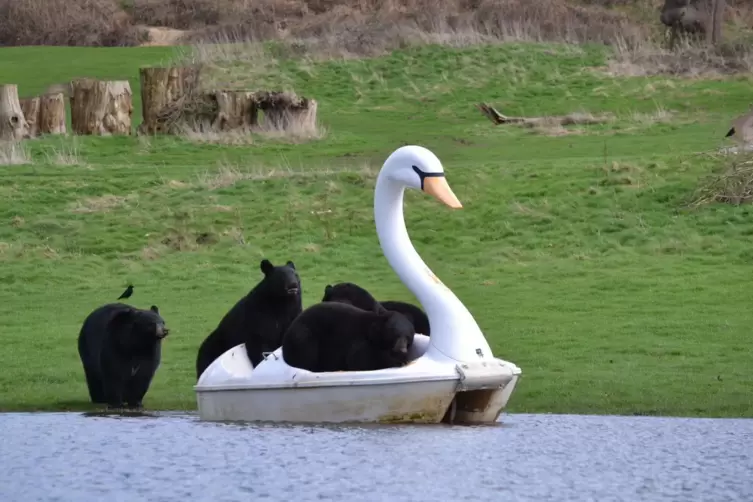 Junge Bären fahren Schwanenboot: In einem Safaripark in Großbritannien hatten Schwarzbären Spaß mit einem Boot.