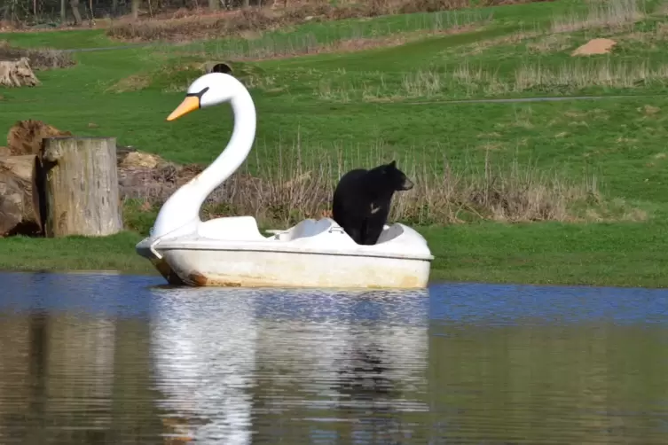 Junge Bären fahren Schwanenboot: In einem Safaripark in Großbritannien hatten Schwarzbären Spaß mit einem Boot.