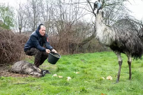 Bis zu zwei Meter groß werden die Emus.