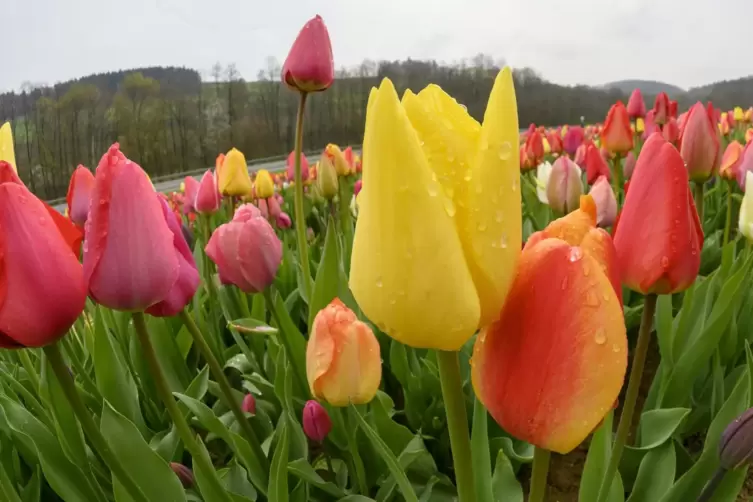 Die Tulpen sprießen. Sie bekommen immer wieder Regen ab, die Sonne sehen sie nur selten.