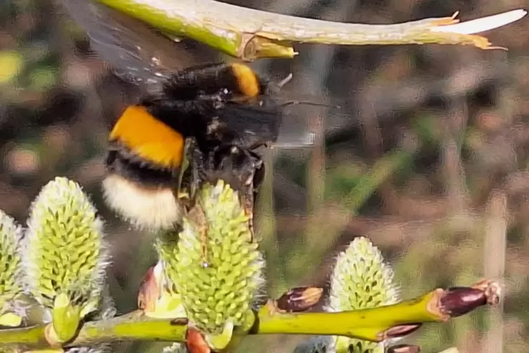 Gunter Neu ist in Schönborn dieser Schnappschuss gelungen: Eine Hummel erfreut sich an den Pollen eines Weidekätzchens. 