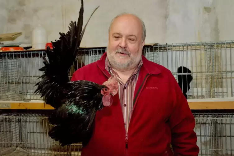 Ein edler Vogel mit glänzendem Gefieder: Ferdinand Tremmel zeigt einen seiner Chabo-Hähne. 