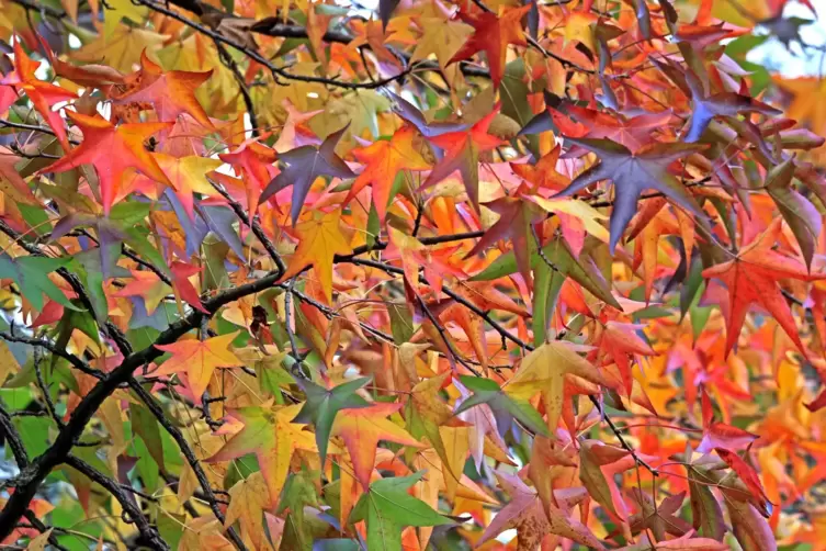 Der Amberbaum wird auch Seesternbaum genannt und soll auf dem Fußgönheimer Friedhof gepflanzt werden. 