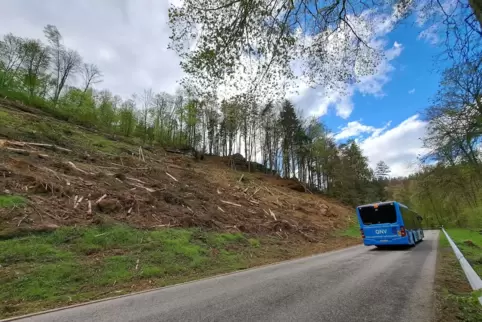 Wenig ansehnlich ist die Landschaft an der K1 auf dem Weg von der Hilster Mühle nach Schweix nach dem Kahlschlag. 