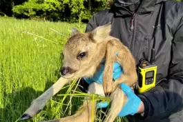 Ein unglaubliches Gefühl im Jahr 2023: Rehkitzrettung-Helferin Isabelle Kaiser bringt ein wenige Tage altes Bambi in Sicherheit.